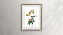 Load image into Gallery viewer, Cerulean Warbler Print by John Audubon