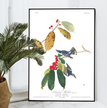Load image into Gallery viewer, Cerulean Warbler Print by John Audubon