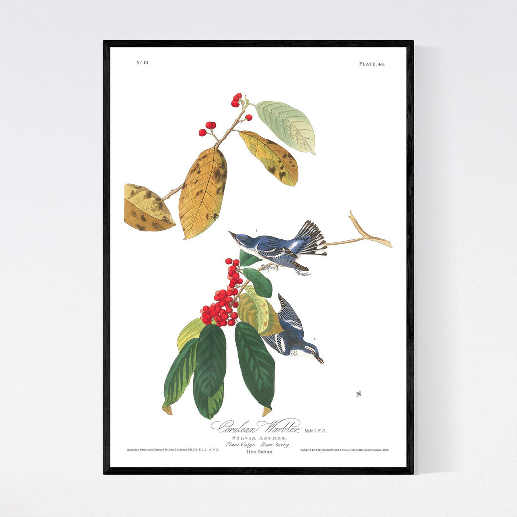 Cerulean Warbler Print by John Audubon