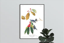 Load image into Gallery viewer, Cerulean Warbler Print by John Audubon