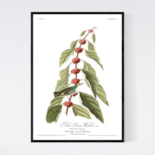 Load image into Gallery viewer, Blue Green Warbler Print by John Audubon