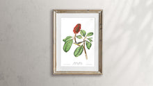 Load image into Gallery viewer, Bonaparte&#39;s Flycatcher Print by John Audubon