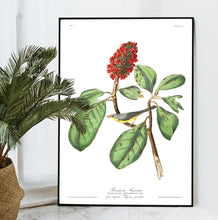 Load image into Gallery viewer, Bonaparte&#39;s Flycatcher Print by John Audubon