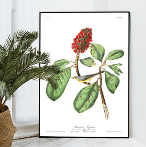 Bonaparte's Flycatcher Print by John Audubon