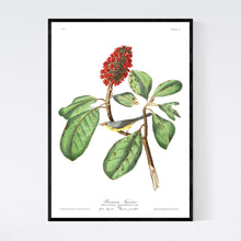 Load image into Gallery viewer, Bonaparte&#39;s Flycatcher Print by John Audubon