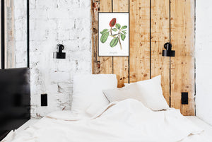 Bonaparte's Flycatcher Print by John Audubon