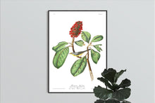 Load image into Gallery viewer, Bonaparte&#39;s Flycatcher Print by John Audubon
