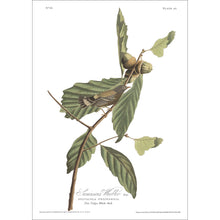 Load image into Gallery viewer, Swainson&#39;s Warbler Print by John Audubon