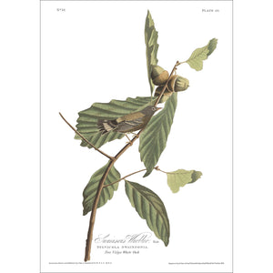 Swainson's Warbler Print by John Audubon