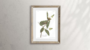 Swainson's Warbler Print by John Audubon