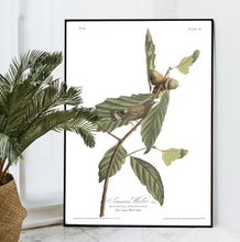 Load image into Gallery viewer, Swainson&#39;s Warbler Print by John Audubon