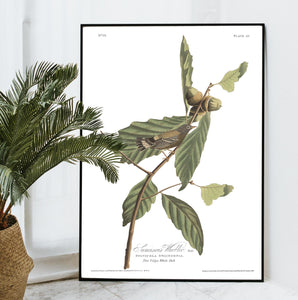 Swainson's Warbler Print by John Audubon