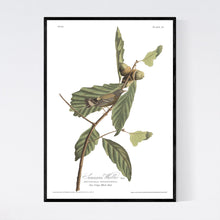 Load image into Gallery viewer, Swainson&#39;s Warbler Print by John Audubon