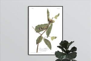 Swainson's Warbler Print by John Audubon