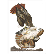 Load image into Gallery viewer, Red-Tailed Hawk Print by John Audubon