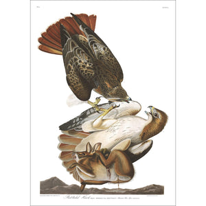 Red-Tailed Hawk Print by John Audubon