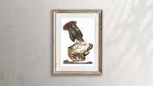 Load image into Gallery viewer, Red-Tailed Hawk Print by John Audubon