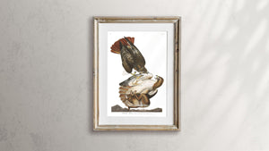 Red-Tailed Hawk Print by John Audubon