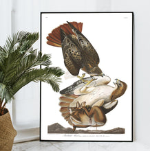 Load image into Gallery viewer, Red-Tailed Hawk Print by John Audubon