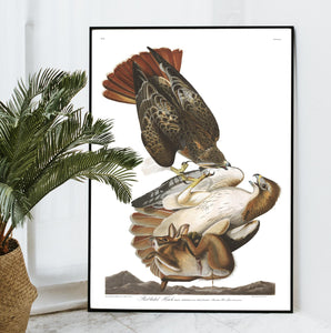 Red-Tailed Hawk Print by John Audubon