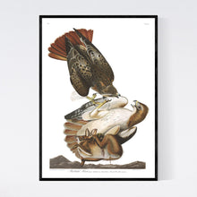 Load image into Gallery viewer, Red-Tailed Hawk Print by John Audubon