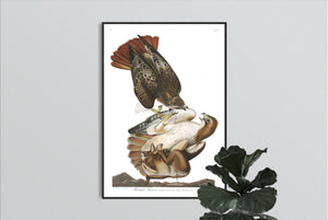 Red-Tailed Hawk Print by John Audubon