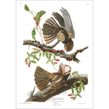 Load image into Gallery viewer, Chuck-Will&#39;s Widow Print by John Audubon