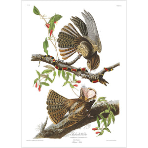 Chuck-Will's Widow Print by John Audubon