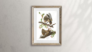 Chuck-Will's Widow Print by John Audubon