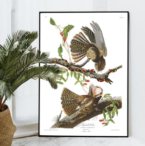 Chuck-Will's Widow Print by John Audubon