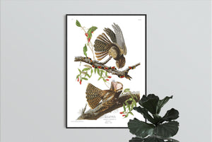 Chuck-Will's Widow Print by John Audubon