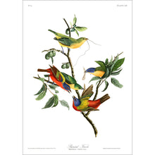 Load image into Gallery viewer, Painted Finch Print by John Audubon