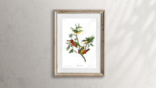 Load image into Gallery viewer, Painted Finch Print by John Audubon