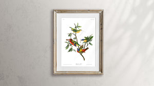 Painted Finch Print by John Audubon