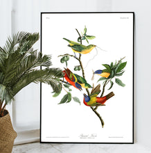Load image into Gallery viewer, Painted Finch Print by John Audubon
