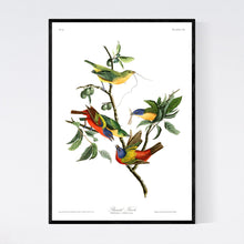 Load image into Gallery viewer, Painted Finch Print by John Audubon