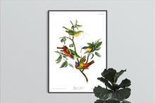 Load image into Gallery viewer, Painted Finch Print by John Audubon