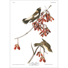 Load image into Gallery viewer, Rice Bird Print by John Audubon
