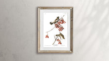 Load image into Gallery viewer, Rice Bird Print by John Audubon