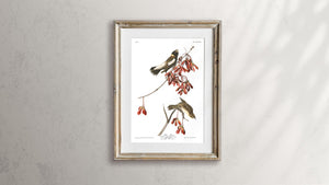 Rice Bird Print by John Audubon