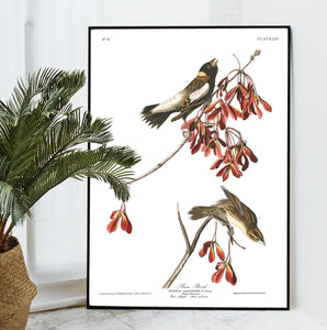 Rice Bird Print by John Audubon