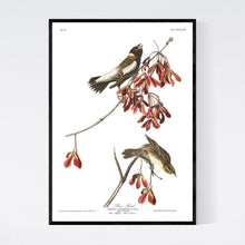 Load image into Gallery viewer, Rice Bird Print by John Audubon