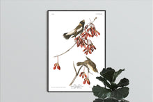 Load image into Gallery viewer, Rice Bird Print by John Audubon