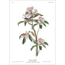 Load image into Gallery viewer, Cuvier&#39;s Regulus Print by John Audubon
