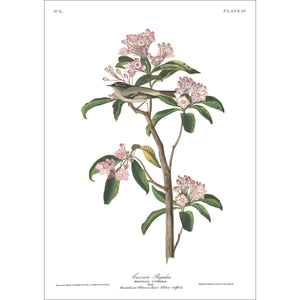 Cuvier's Regulus Print by John Audubon