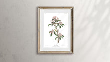 Load image into Gallery viewer, Cuvier&#39;s Regulus Print by John Audubon