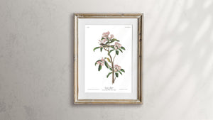 Cuvier's Regulus Print by John Audubon