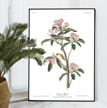 Load image into Gallery viewer, Cuvier&#39;s Regulus Print by John Audubon
