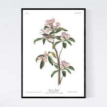 Load image into Gallery viewer, Cuvier&#39;s Regulus Print by John Audubon