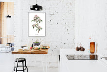 Load image into Gallery viewer, Cuvier&#39;s Regulus Print by John Audubon